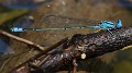 J19_1374 Pseudagrion microcephalum male